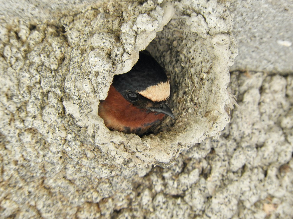 Cliff Swallow - ML619234443