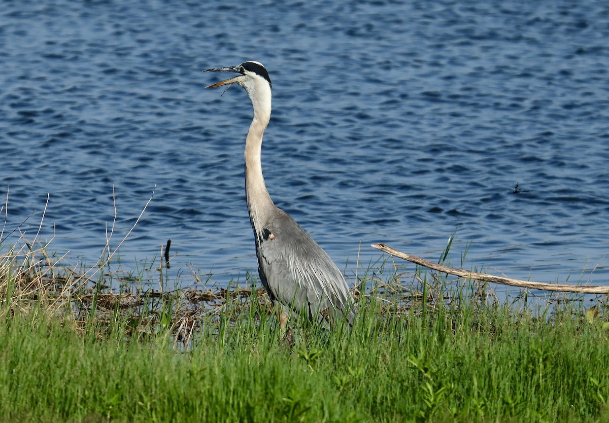 Great Blue Heron - Audrey Appleberry