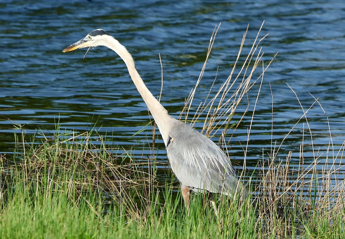 Great Blue Heron - Audrey Appleberry