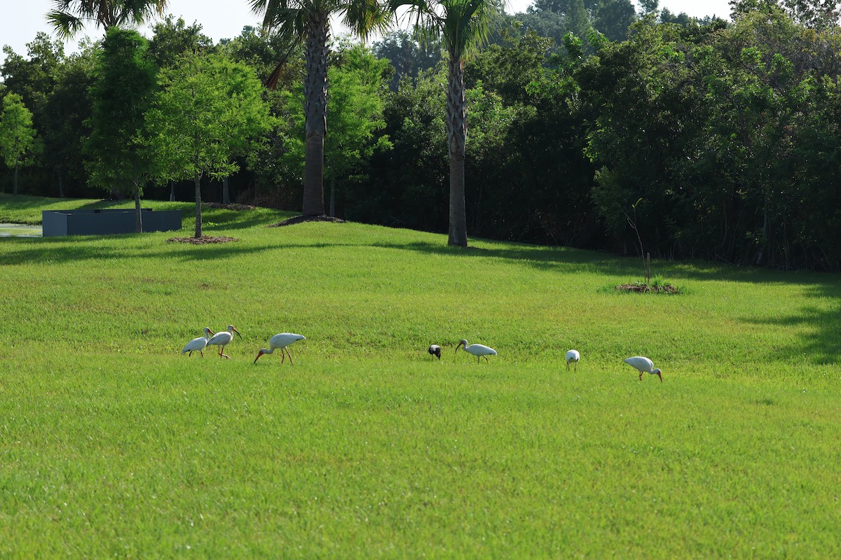 White Ibis - Audrey Appleberry