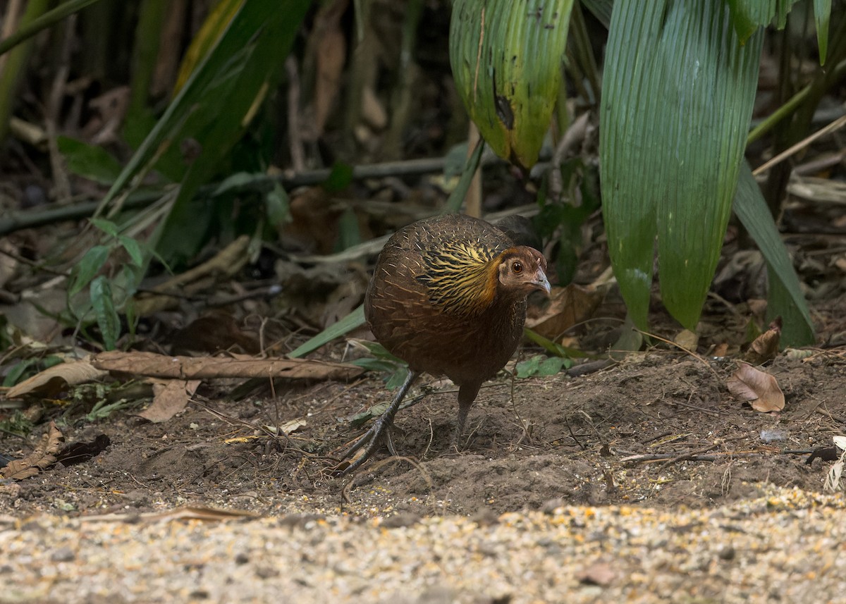 Red Junglefowl - Ma Yan Bryant