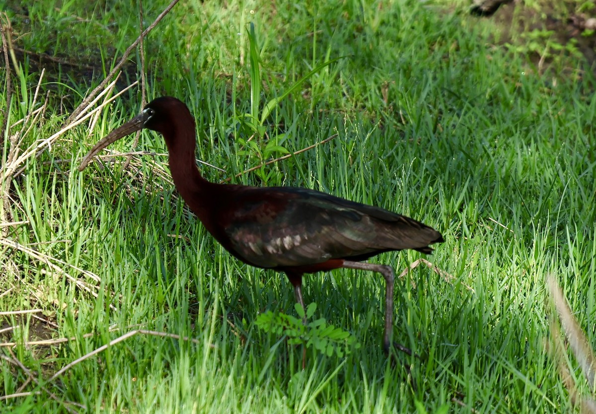 Glossy Ibis - Audrey Appleberry