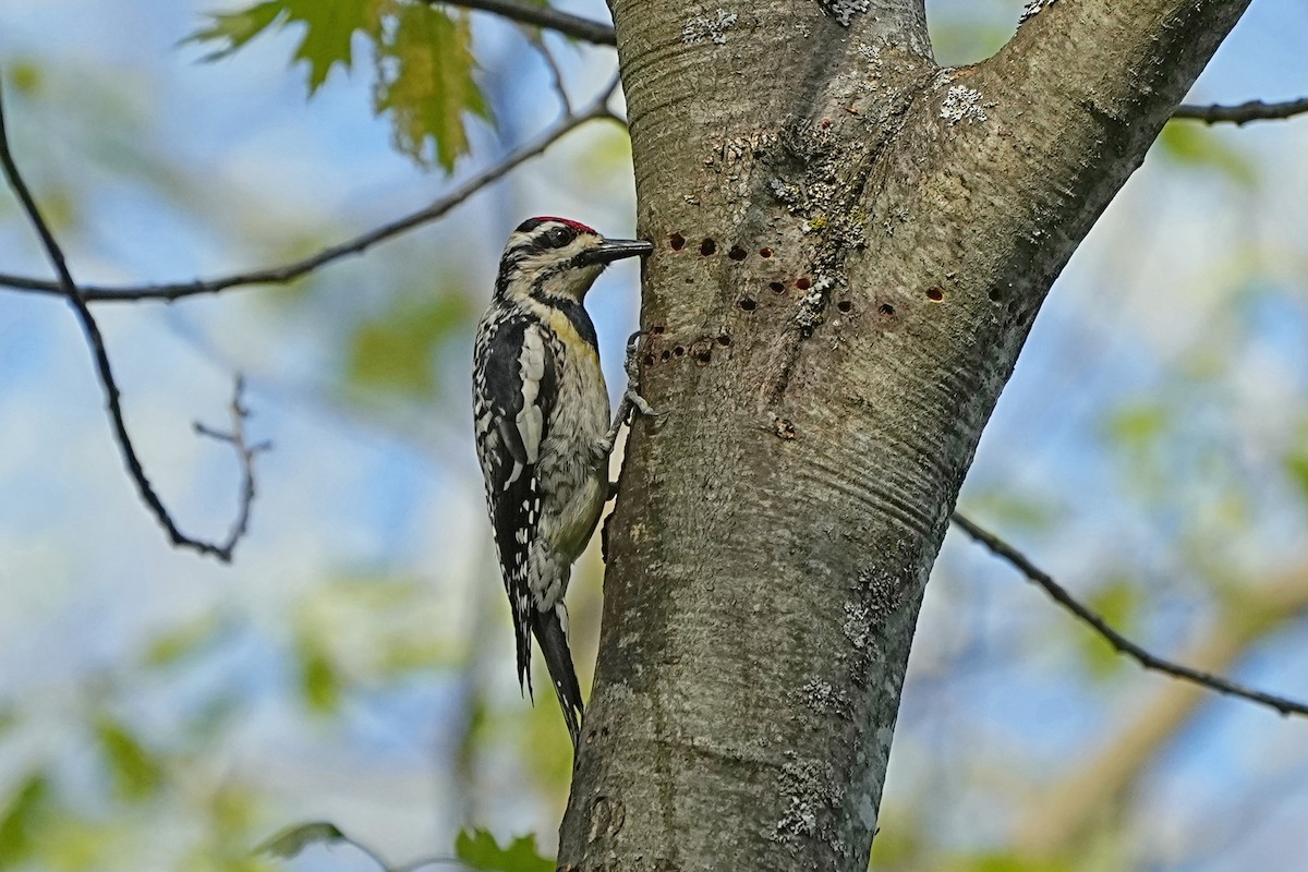 Yellow-bellied Sapsucker - ML619234461