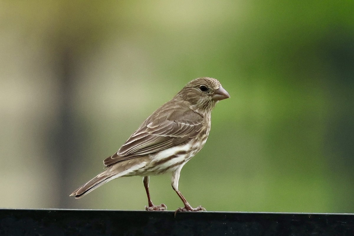 House Finch - Audrey Appleberry