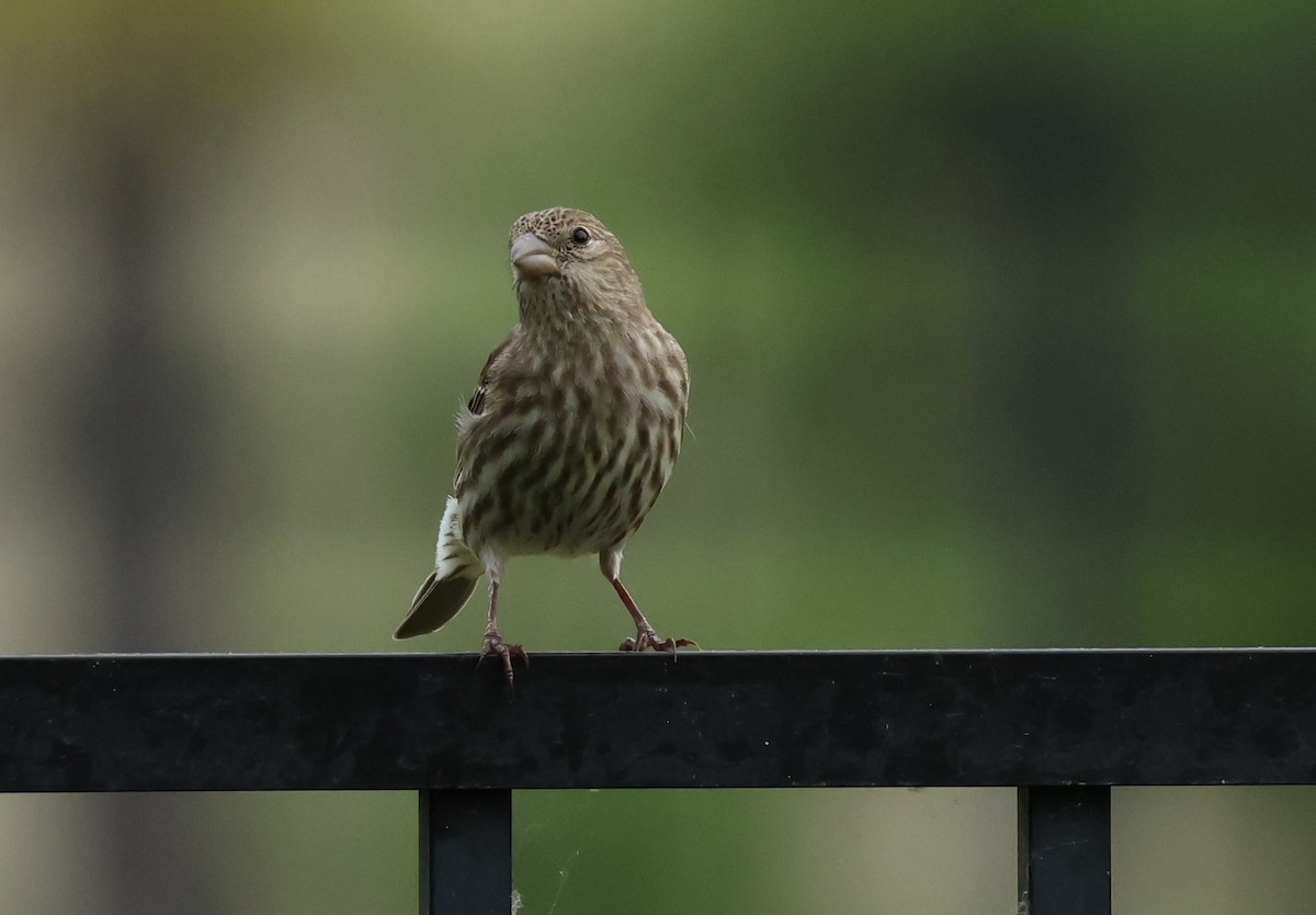 House Finch - Audrey Appleberry