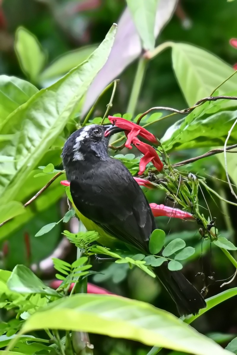 Bananaquit - James Cosgrove