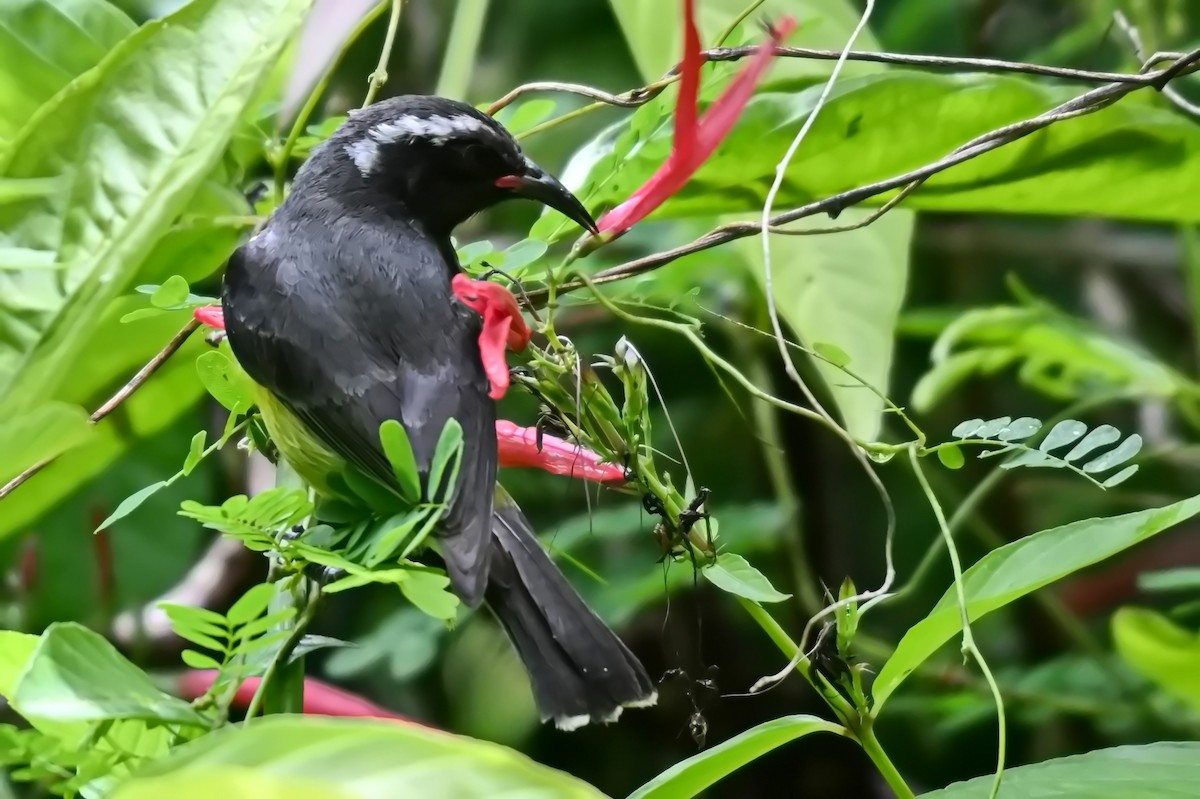 Bananaquit - James Cosgrove