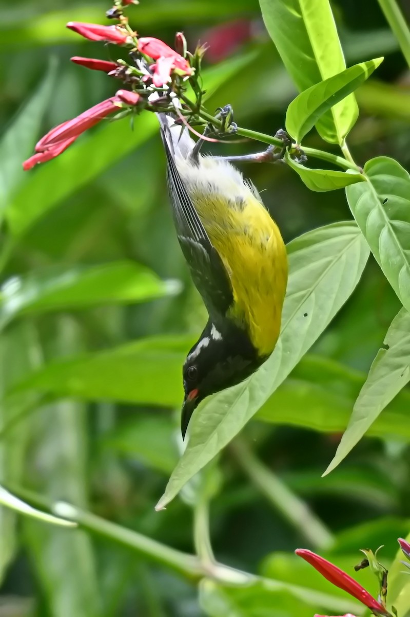 Bananaquit - James Cosgrove