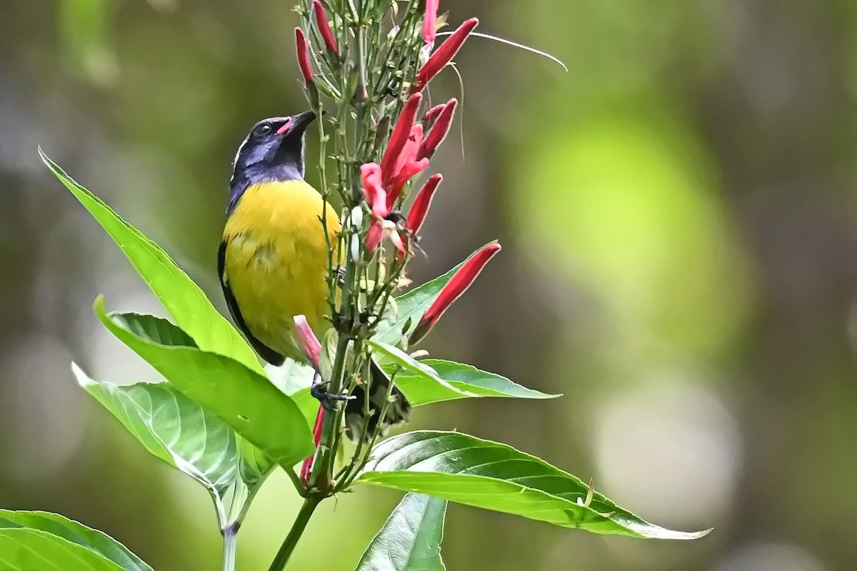 Bananaquit - James Cosgrove