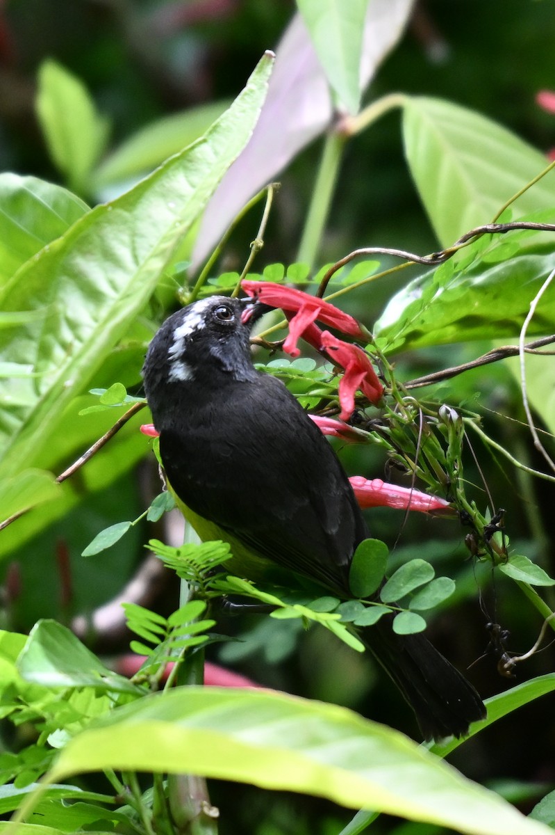 Bananaquit - James Cosgrove