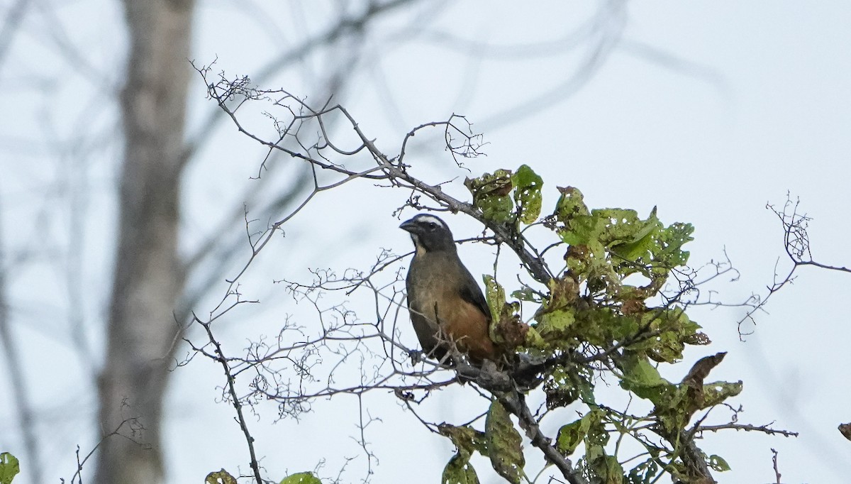 Cinnamon-bellied Saltator - ML619234511