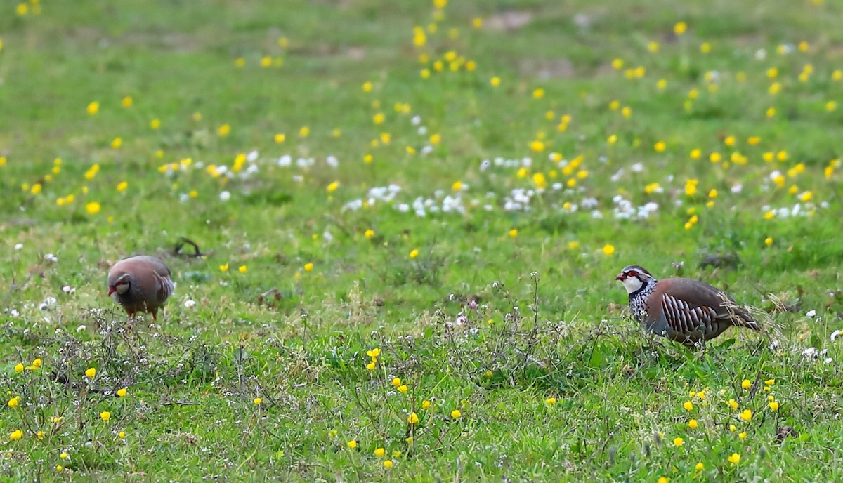 Red-legged Partridge - Yannick FRANCOIS