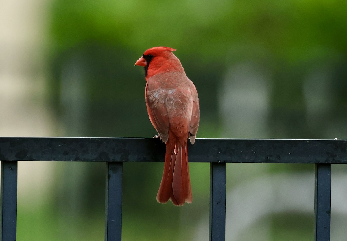 Northern Cardinal - Audrey Appleberry