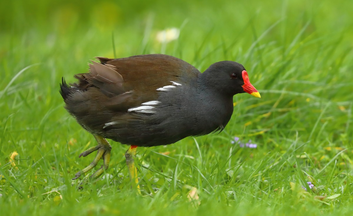 Eurasian Moorhen - ML619234525