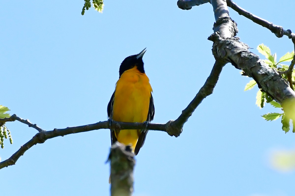 Baltimore Oriole - Cristine Van Dyke