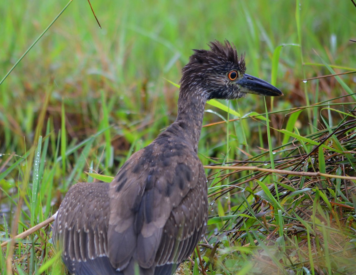 Yellow-crowned Night Heron - João Gava Just