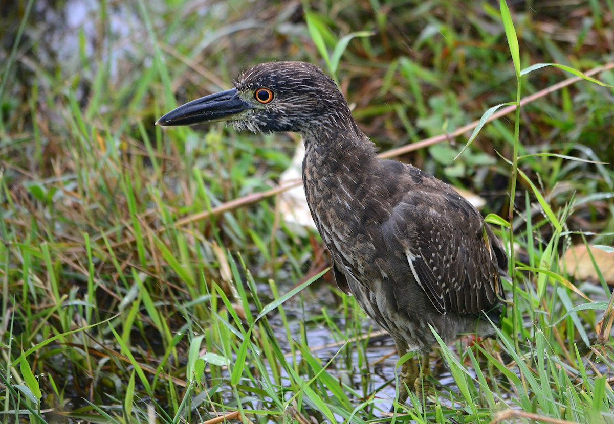 Yellow-crowned Night Heron - João Gava Just