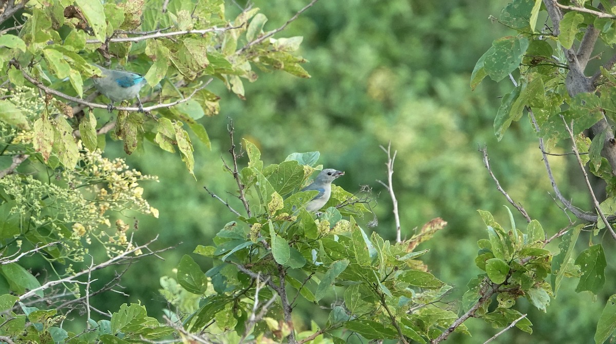 Blue-gray Tanager - ML619234544