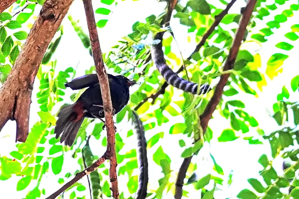 Lesser Antillean Bullfinch - James Cosgrove