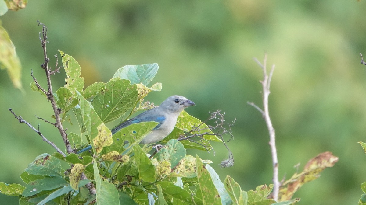 Blue-gray Tanager - ML619234549