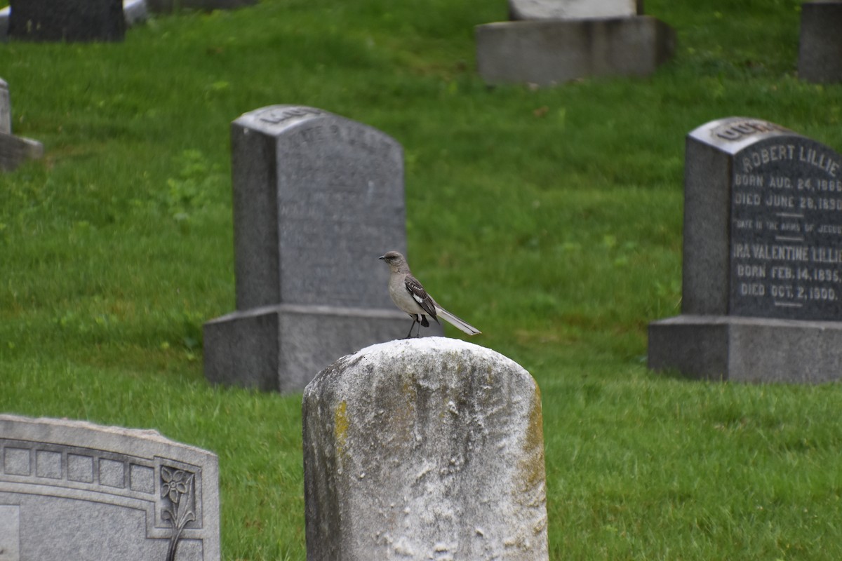 Northern Mockingbird - ML619234552