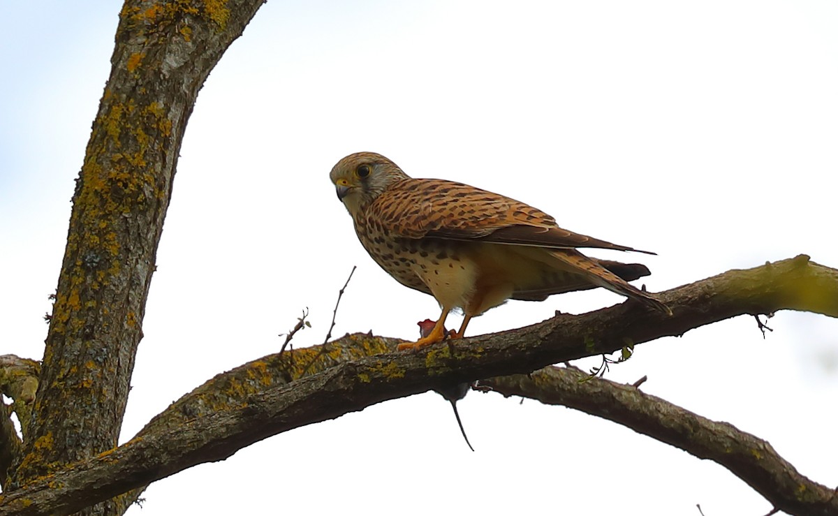 Eurasian Kestrel (Eurasian) - Yannick FRANCOIS