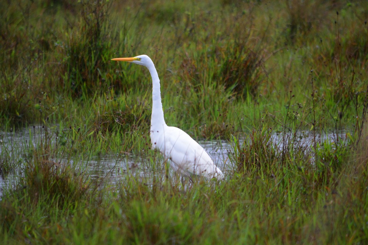 Great Egret - João Gava Just