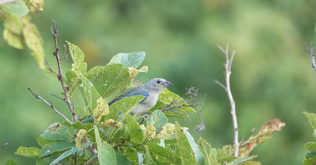 Blue-gray Tanager - Laura Voight