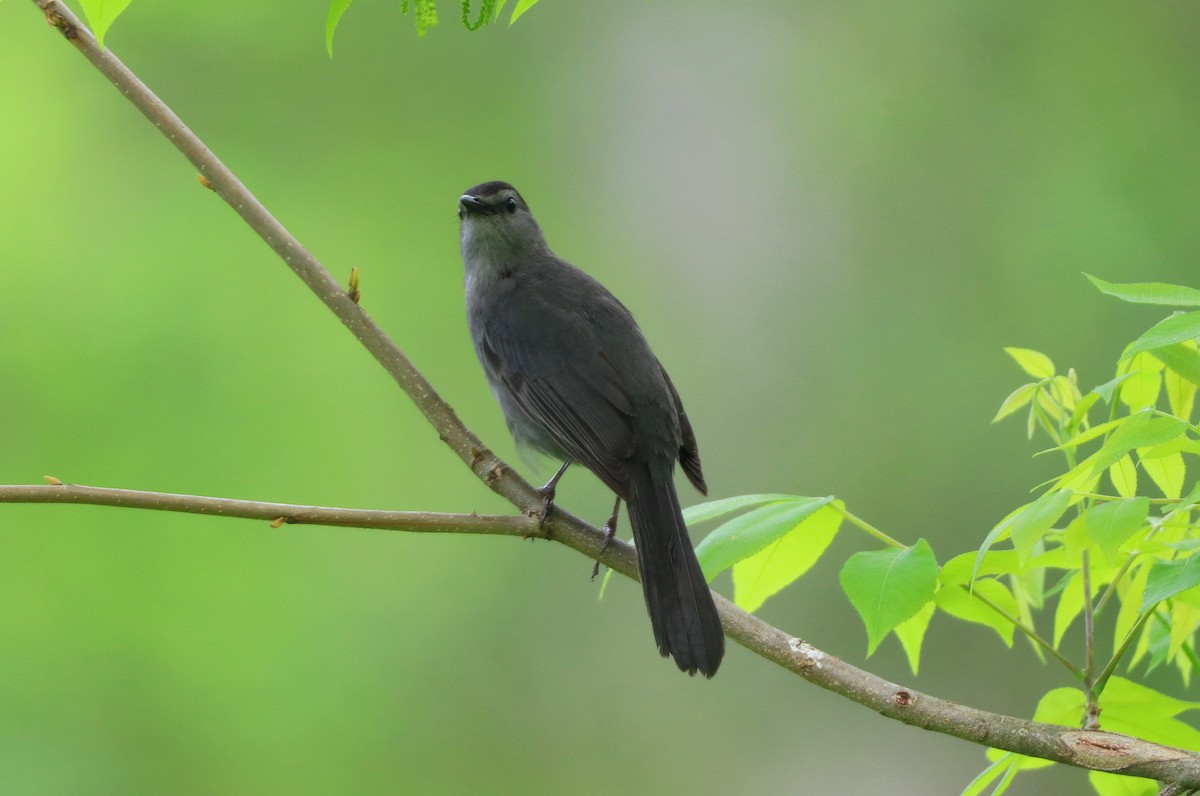 Gray Catbird - Mike Mencotti