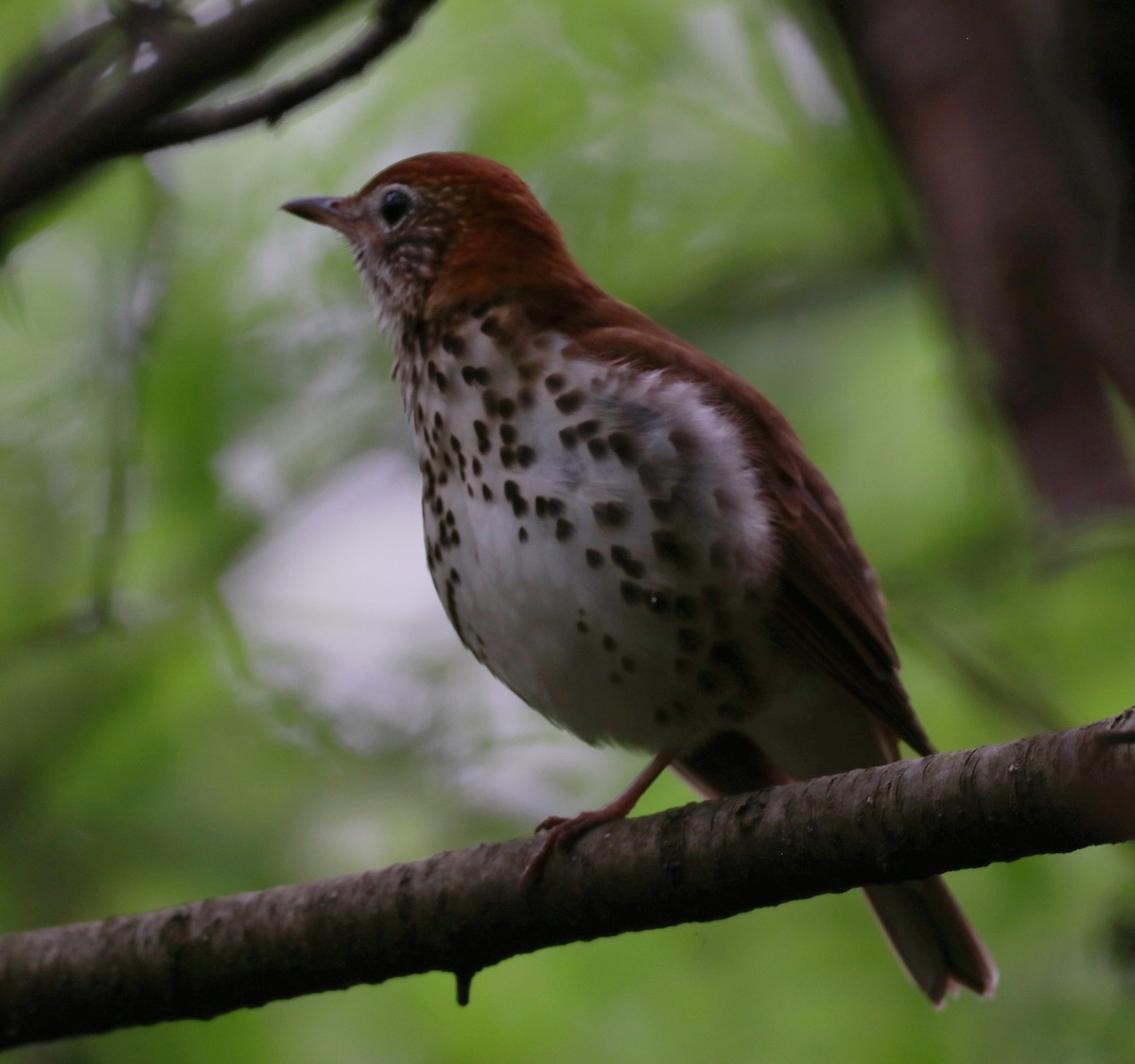 Wood Thrush - Mike Mencotti