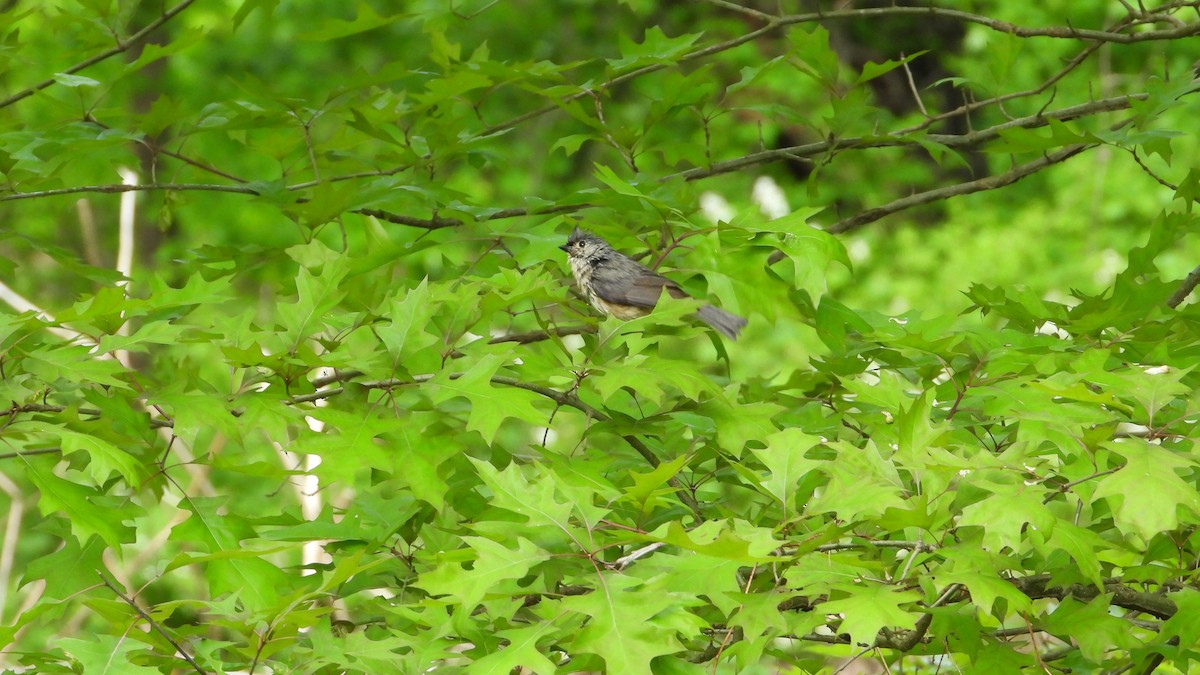 Tufted Titmouse - ML619234608