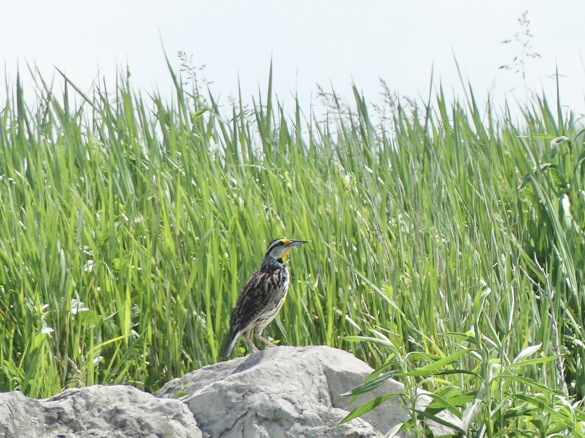 Eastern Meadowlark - Anonymous