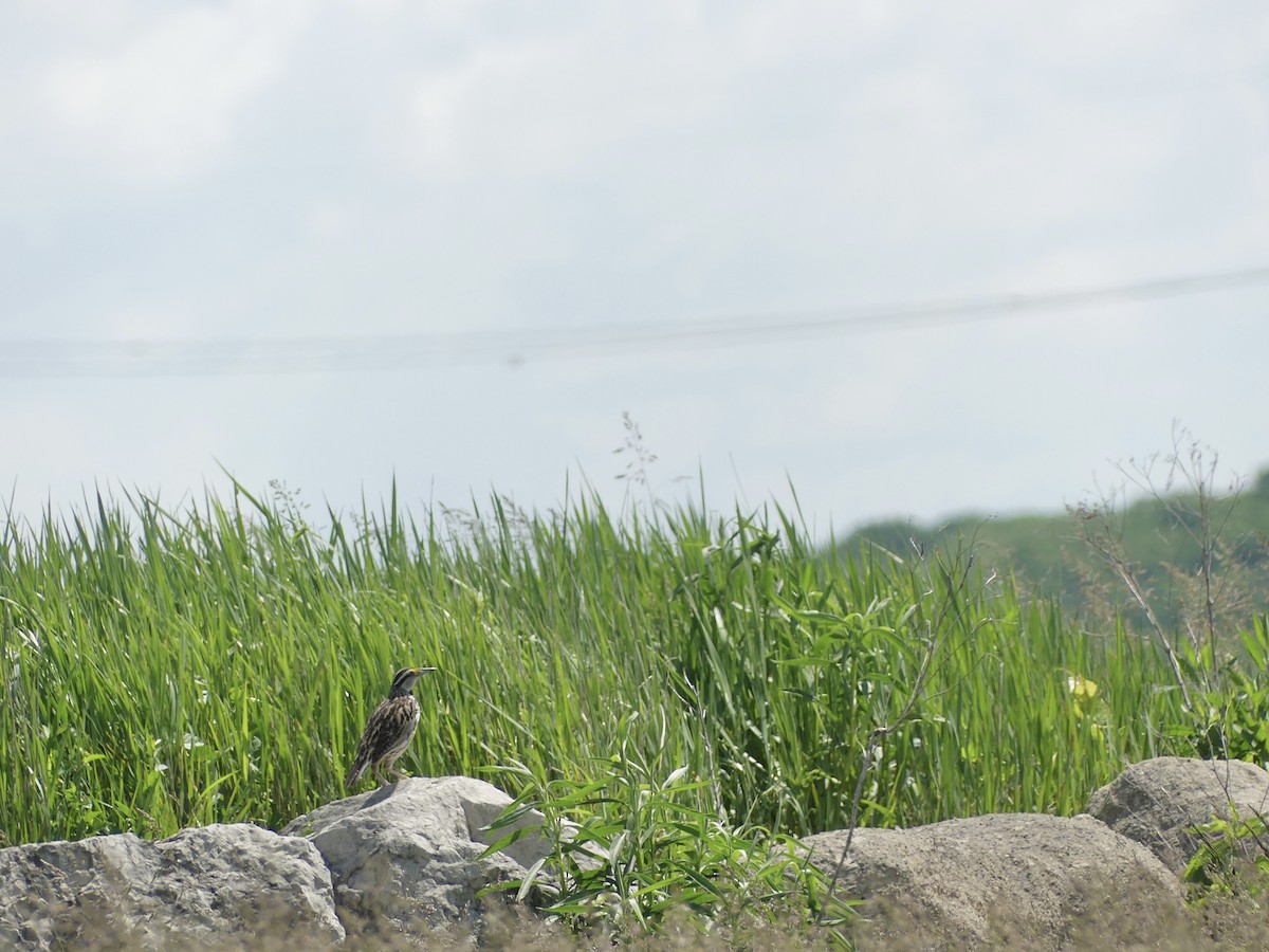 Eastern Meadowlark - Anonymous