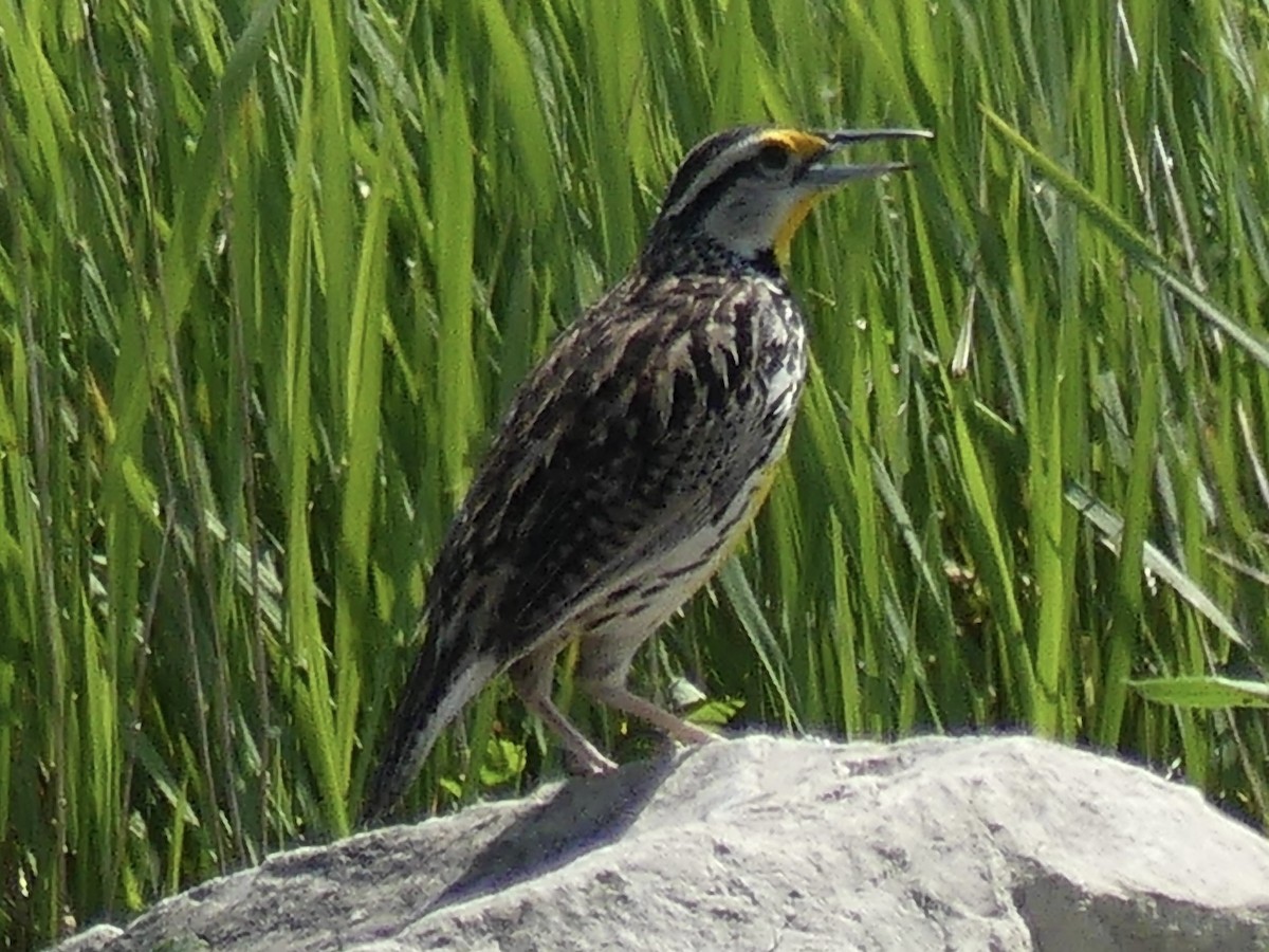 Eastern Meadowlark - Anonymous