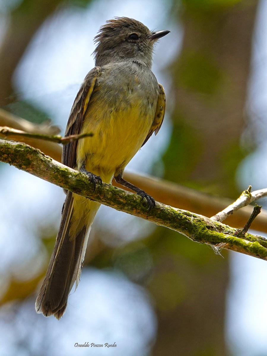 Panama Flycatcher - Oswaldo Pinzon Rueda