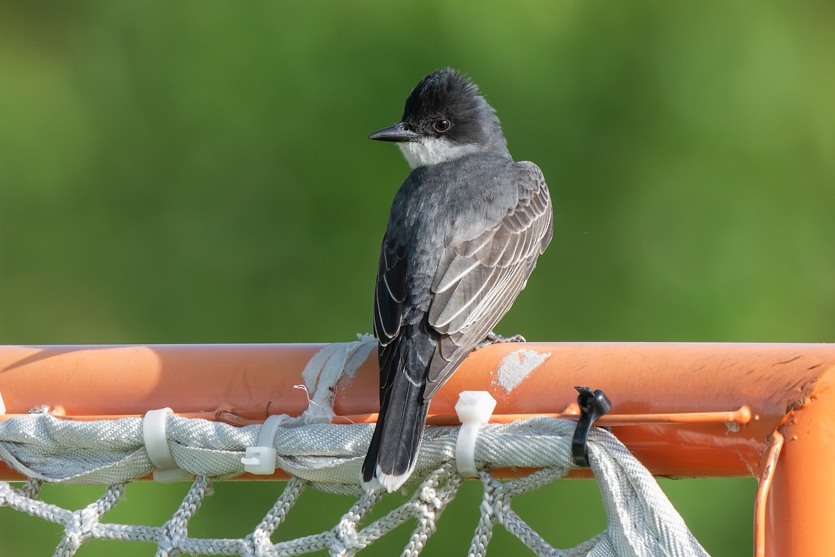 Eastern Kingbird - Dmitriy Aronov