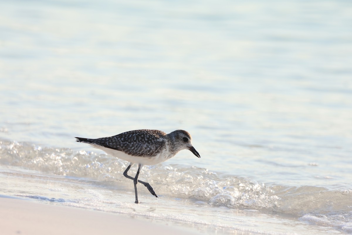 Black-bellied Plover - Krishen Greenwell