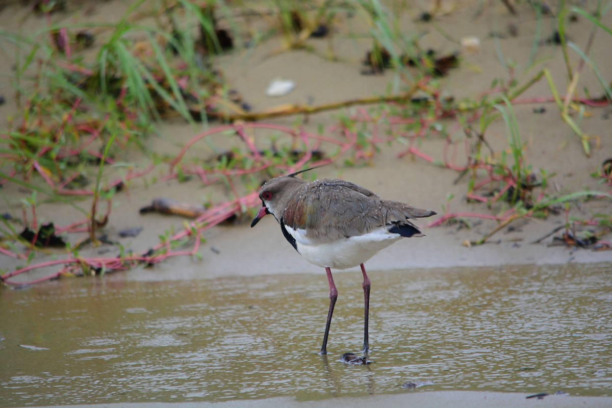 Southern Lapwing - João Gava Just