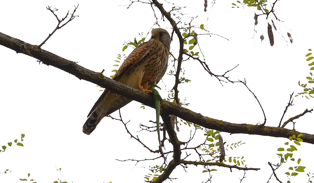 Eurasian Kestrel (Eurasian) - Yannick FRANCOIS