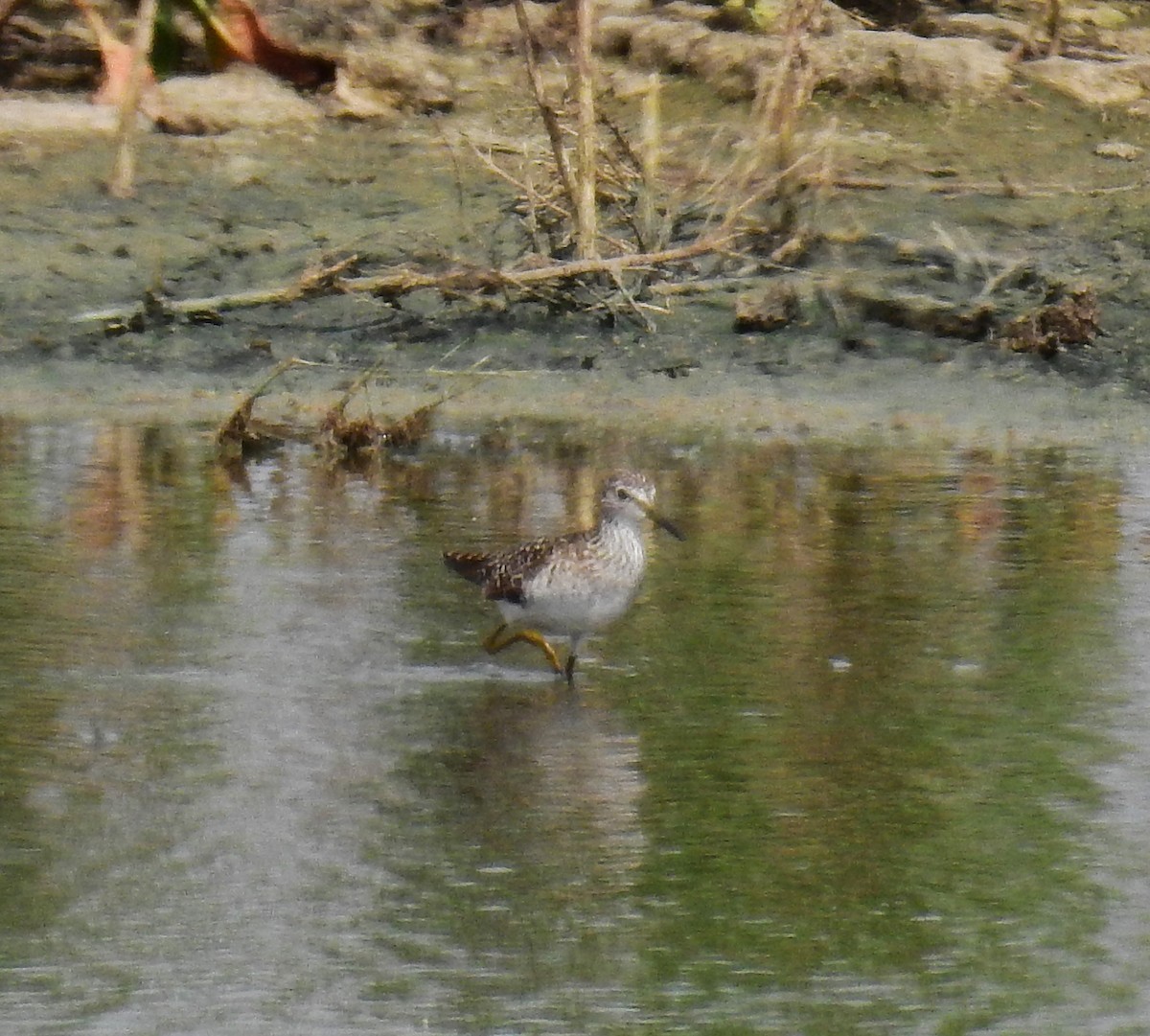 Wood Sandpiper - Fernando T Rico