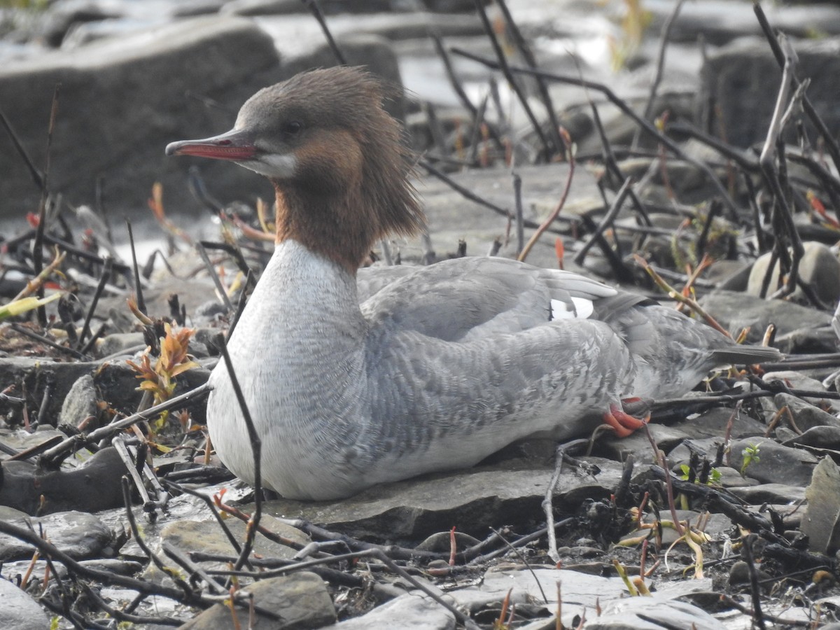 Common Merganser - ML619234650