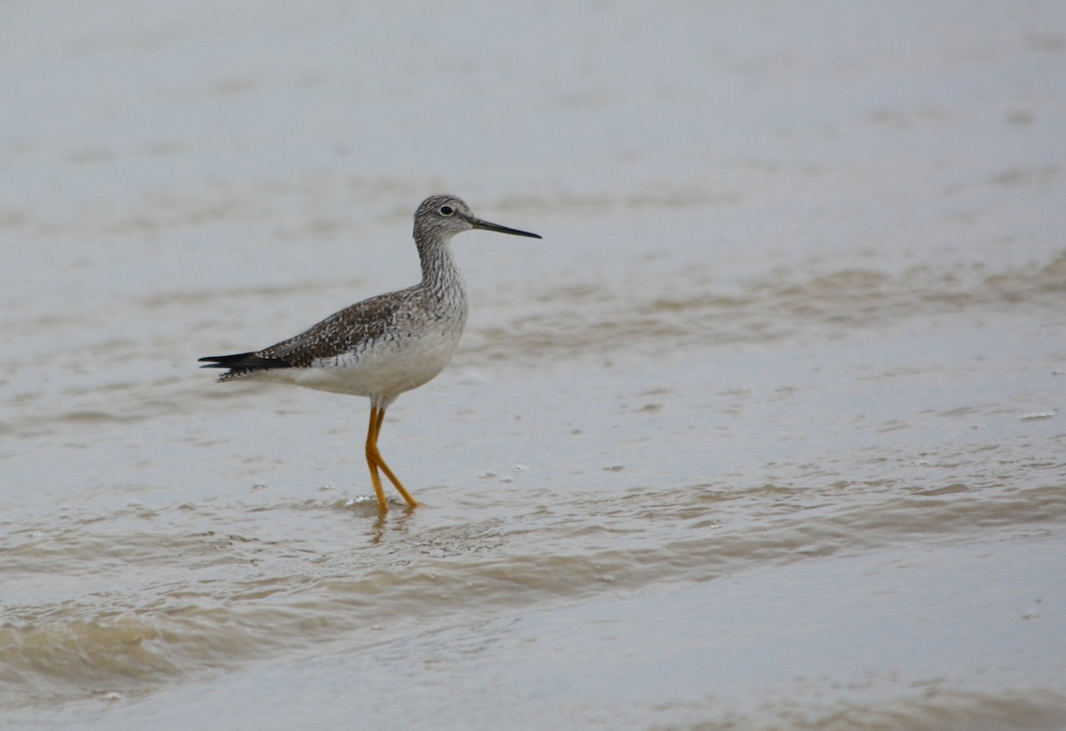 Greater Yellowlegs - João Gava Just