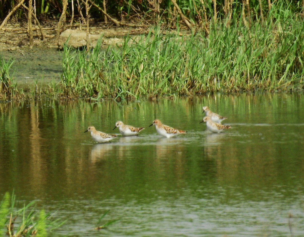 Little Stint - Fernando T Rico