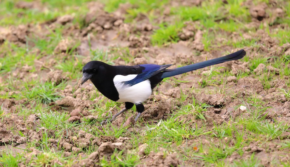 Eurasian Magpie - Yannick FRANCOIS