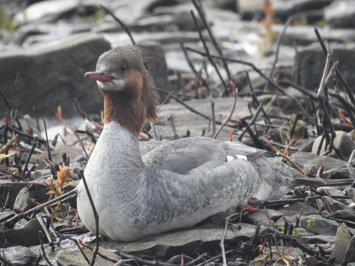 Common Merganser - ML619234667