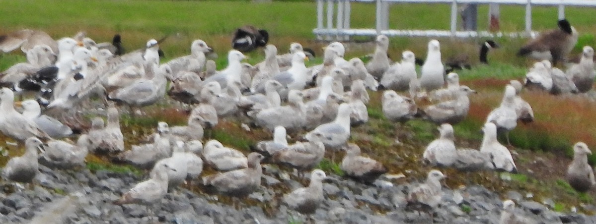 Herring Gull - alan murray