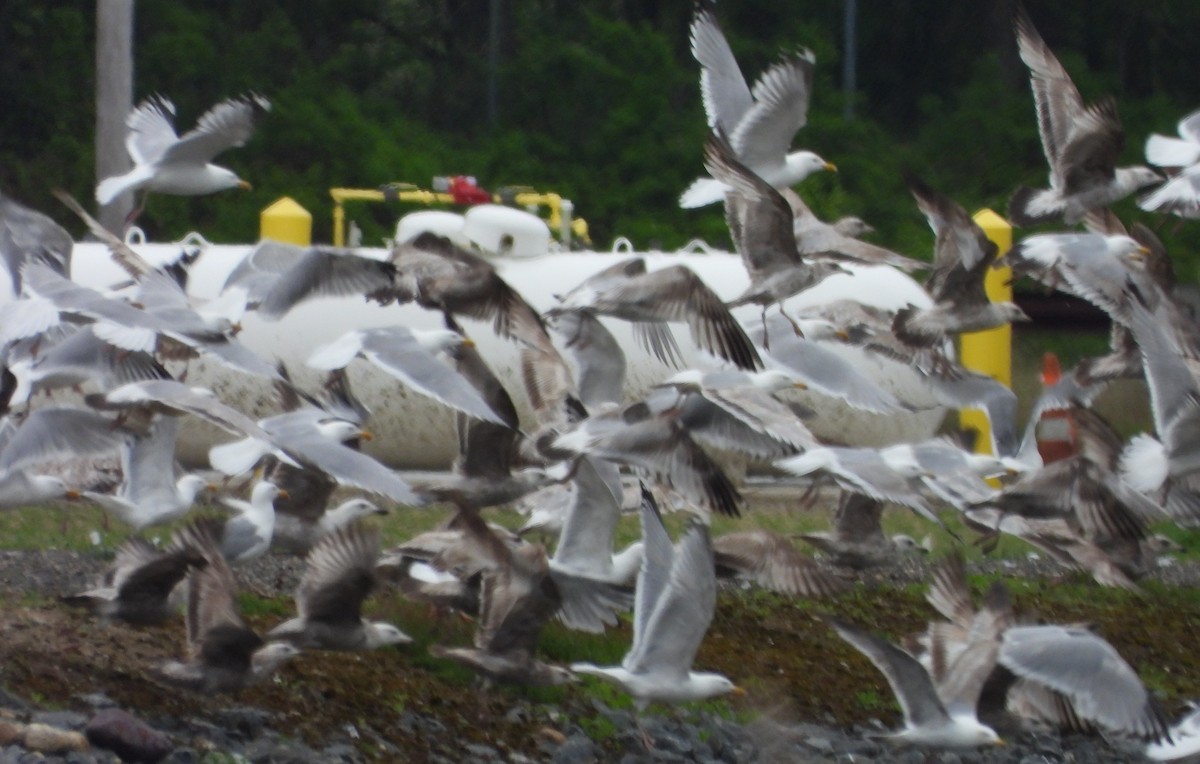 Herring Gull - alan murray