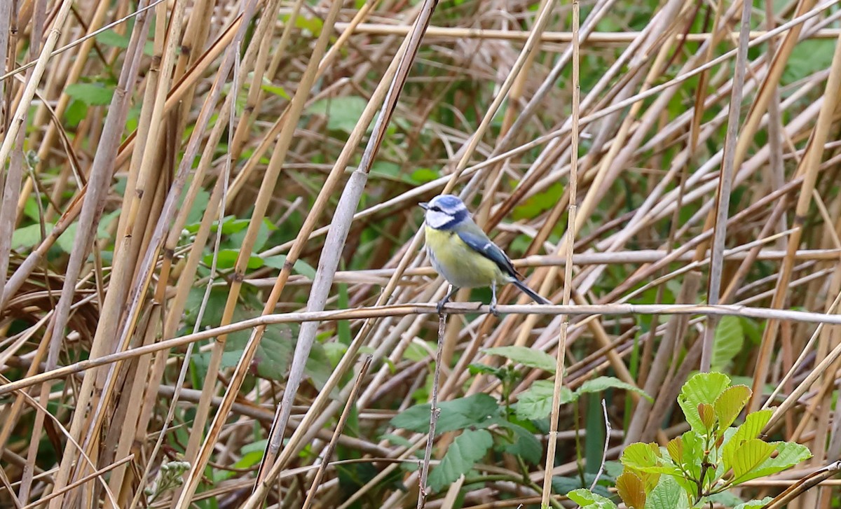 Eurasian Blue Tit - ML619234682