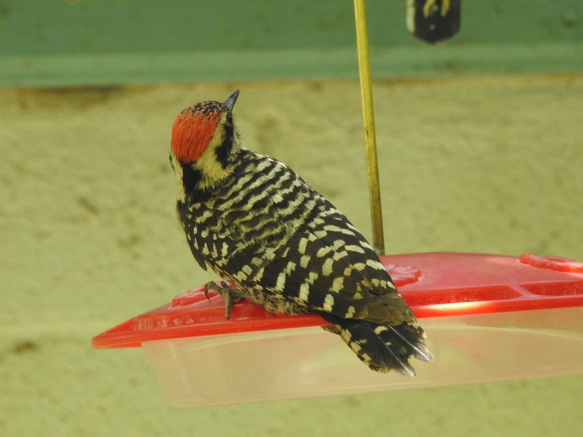 Ladder-backed Woodpecker - Reanna Thomas