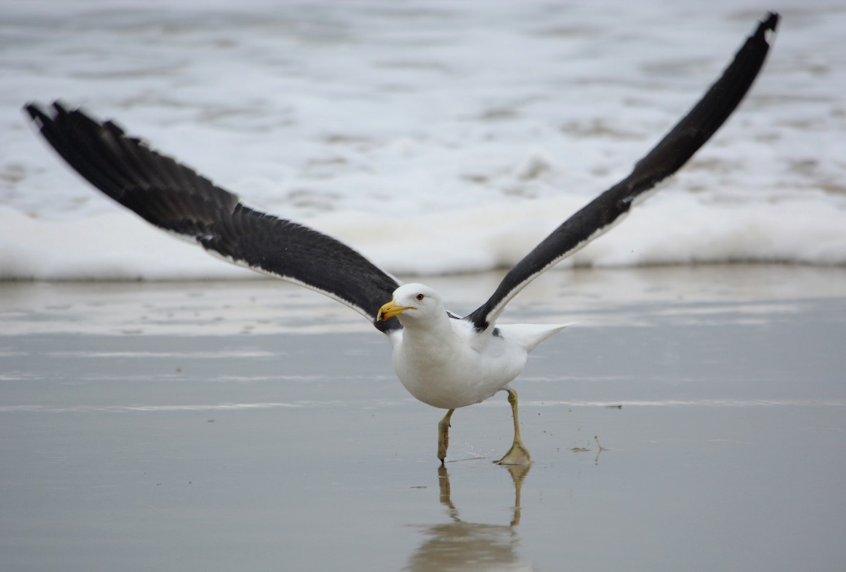 Kelp Gull - João Gava Just